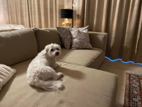 A1484AE3-96DB-4F73-AA76-0B0C0206581D